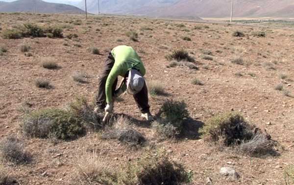 katira-zefreh3 کتیرا در روستای زفره